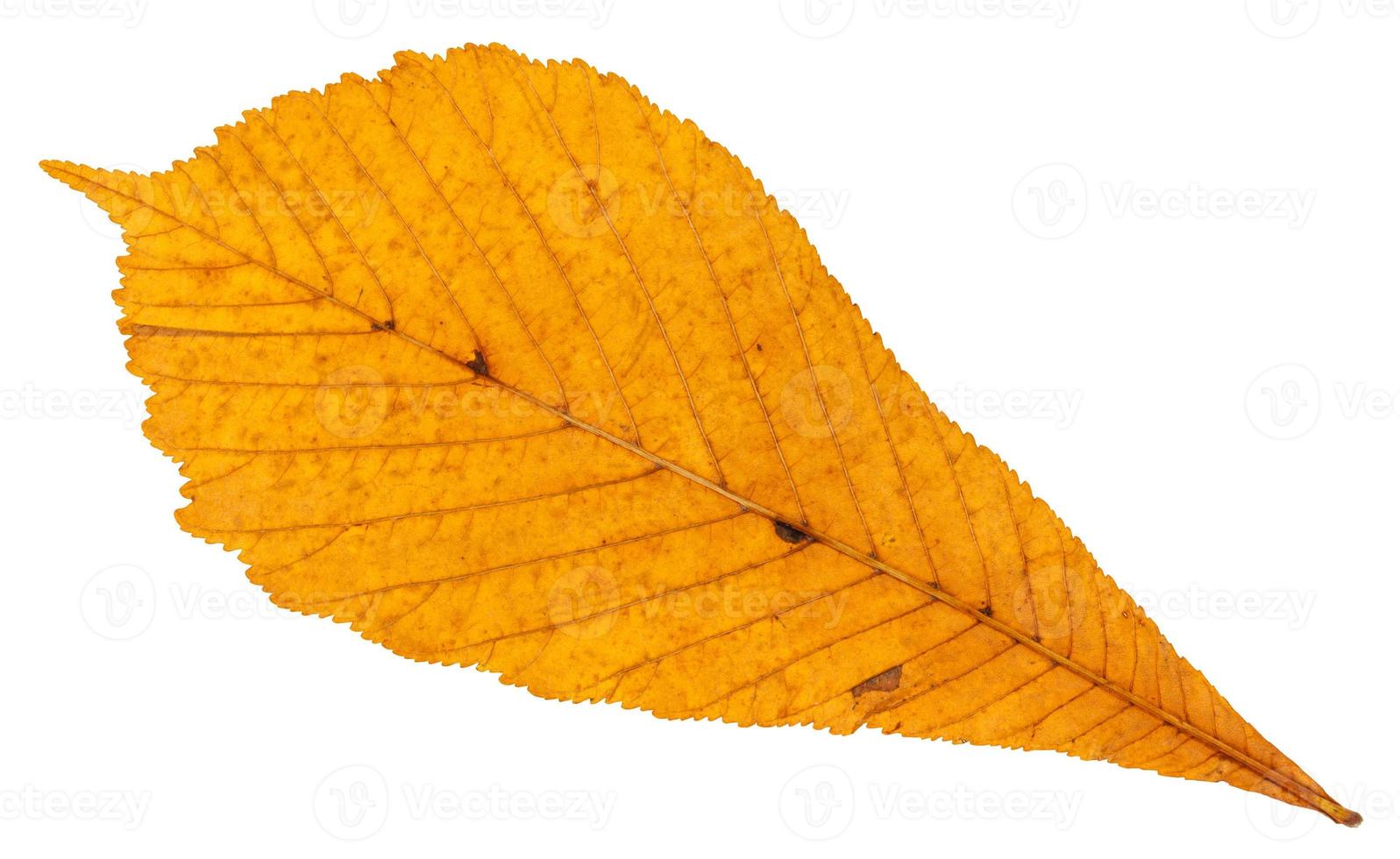 Rückseite des getrockneten Herbstblattes der Rosskastanie foto