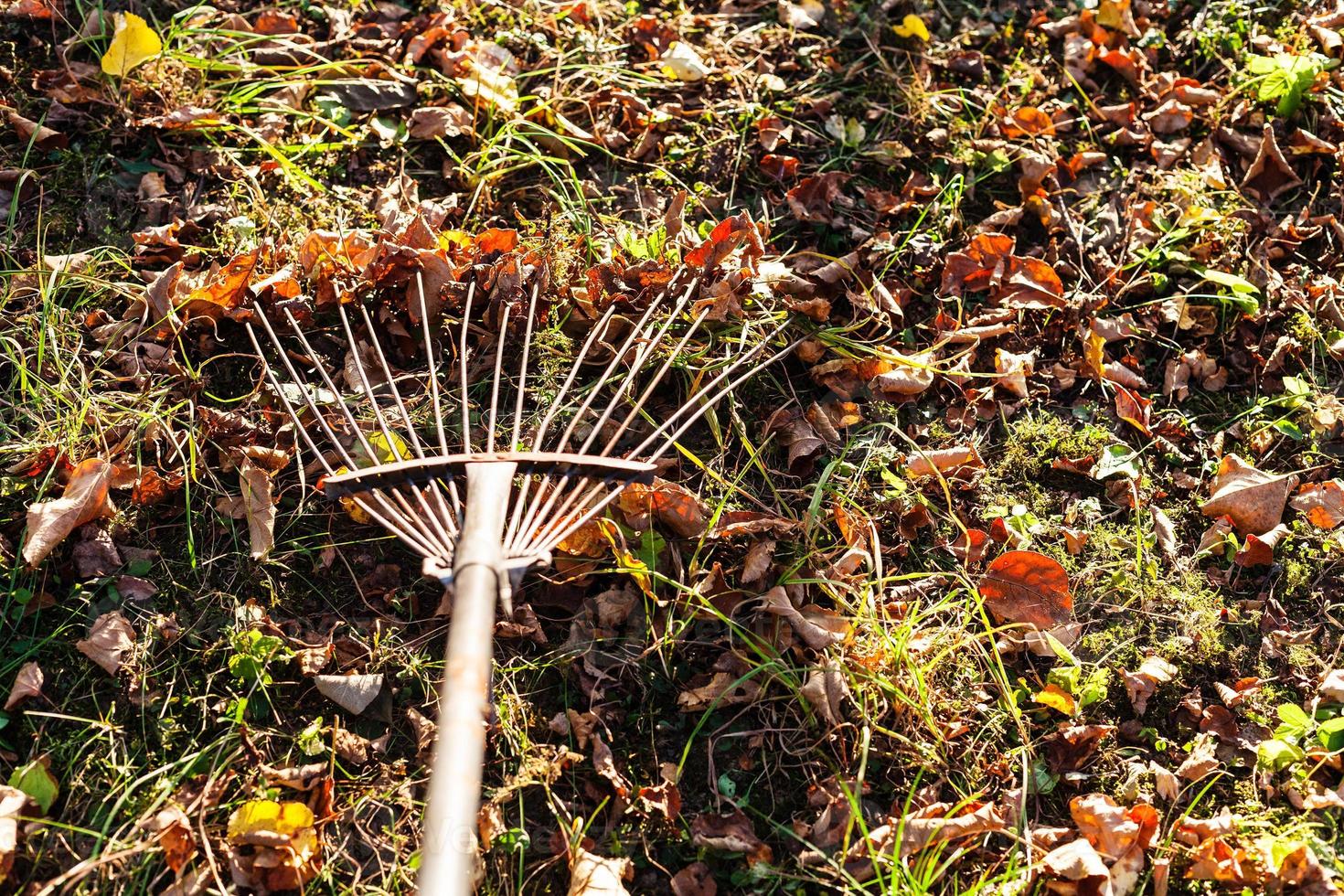 Laub vom Rasen entfernen mit Gartenrechen foto