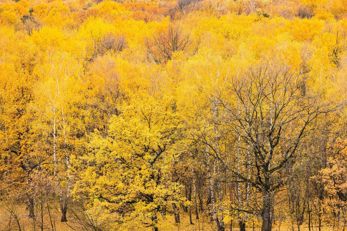 Eichen auf Lichtung im gelben Herbstwald foto