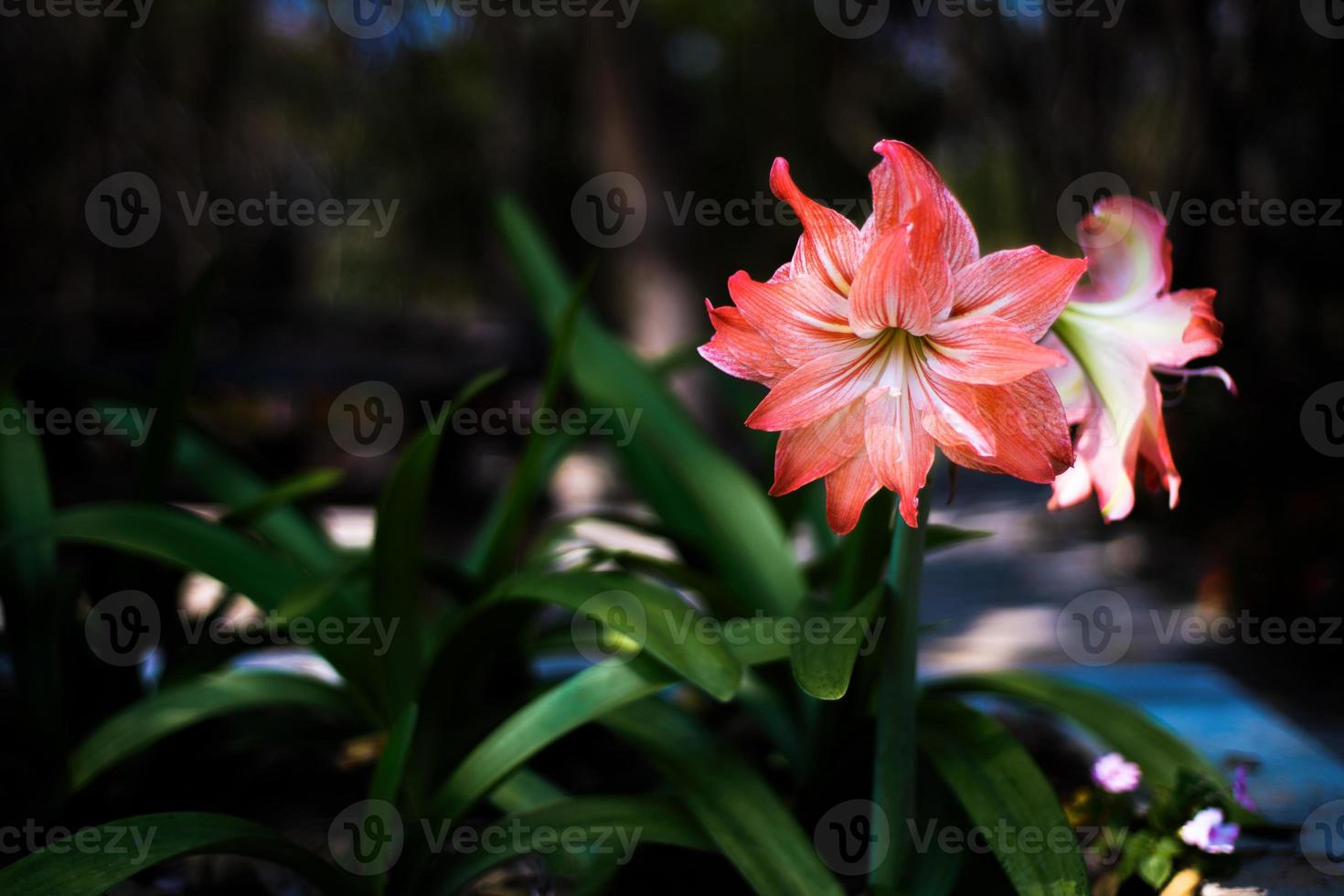 Hippeastrum-Blume auf dunklem Hintergrund foto