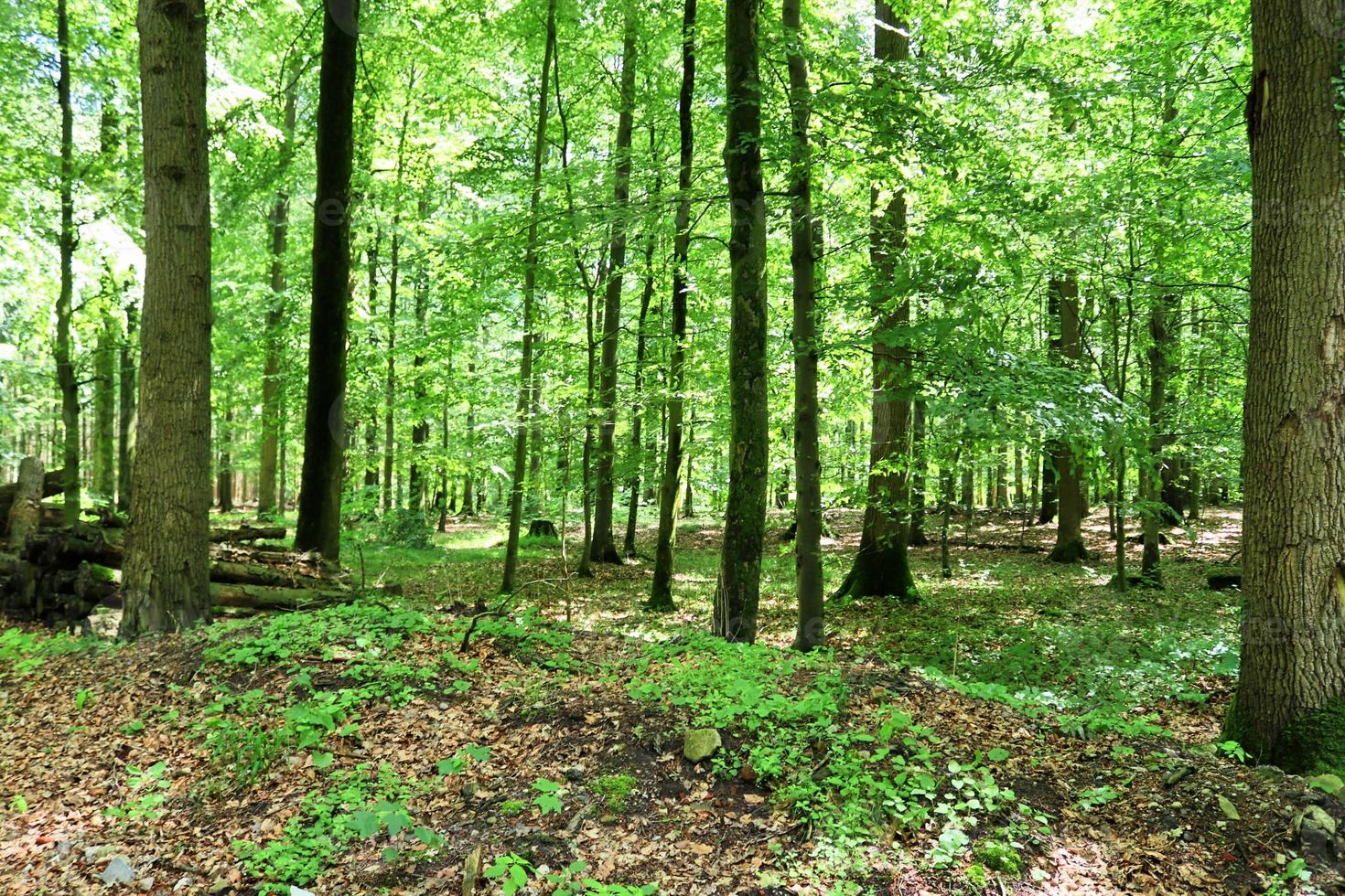 schöner Blick in einen dichten grünen Wald mit hellem Sonnenlicht, das tiefe Schatten wirft foto