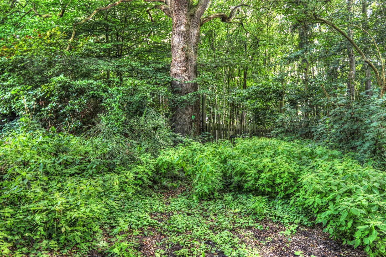 schöner Blick in einen dichten grünen Wald mit hellem Sonnenlicht, das tiefe Schatten wirft foto