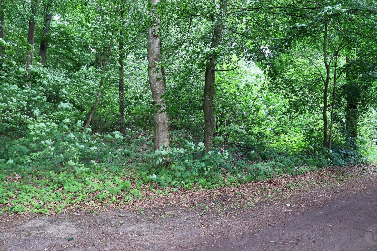 schöner Blick in einen dichten grünen Wald mit hellem Sonnenlicht, das tiefe Schatten wirft foto