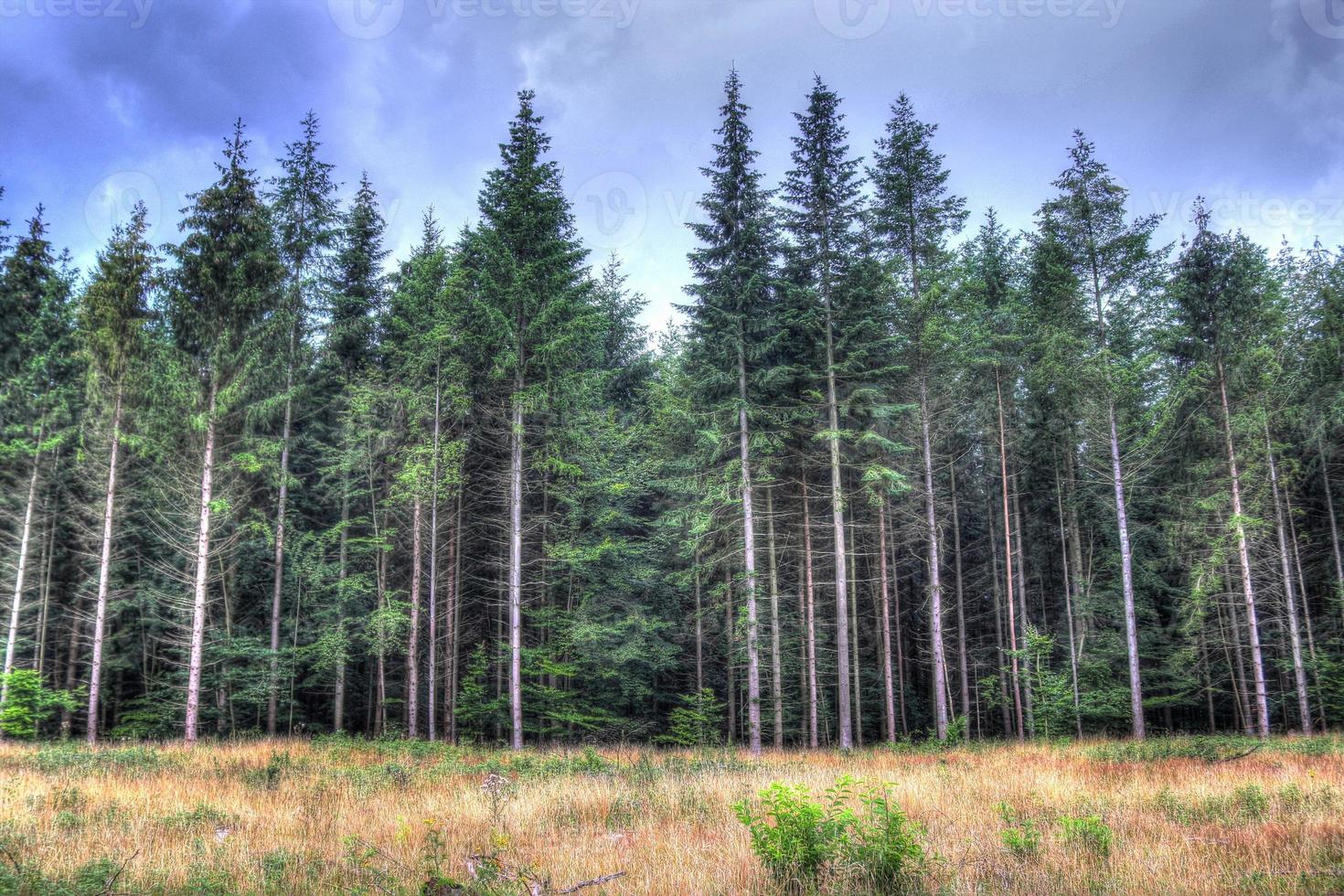 schöner Blick in einen dichten grünen Wald mit hellem Sonnenlicht, das tiefe Schatten wirft foto