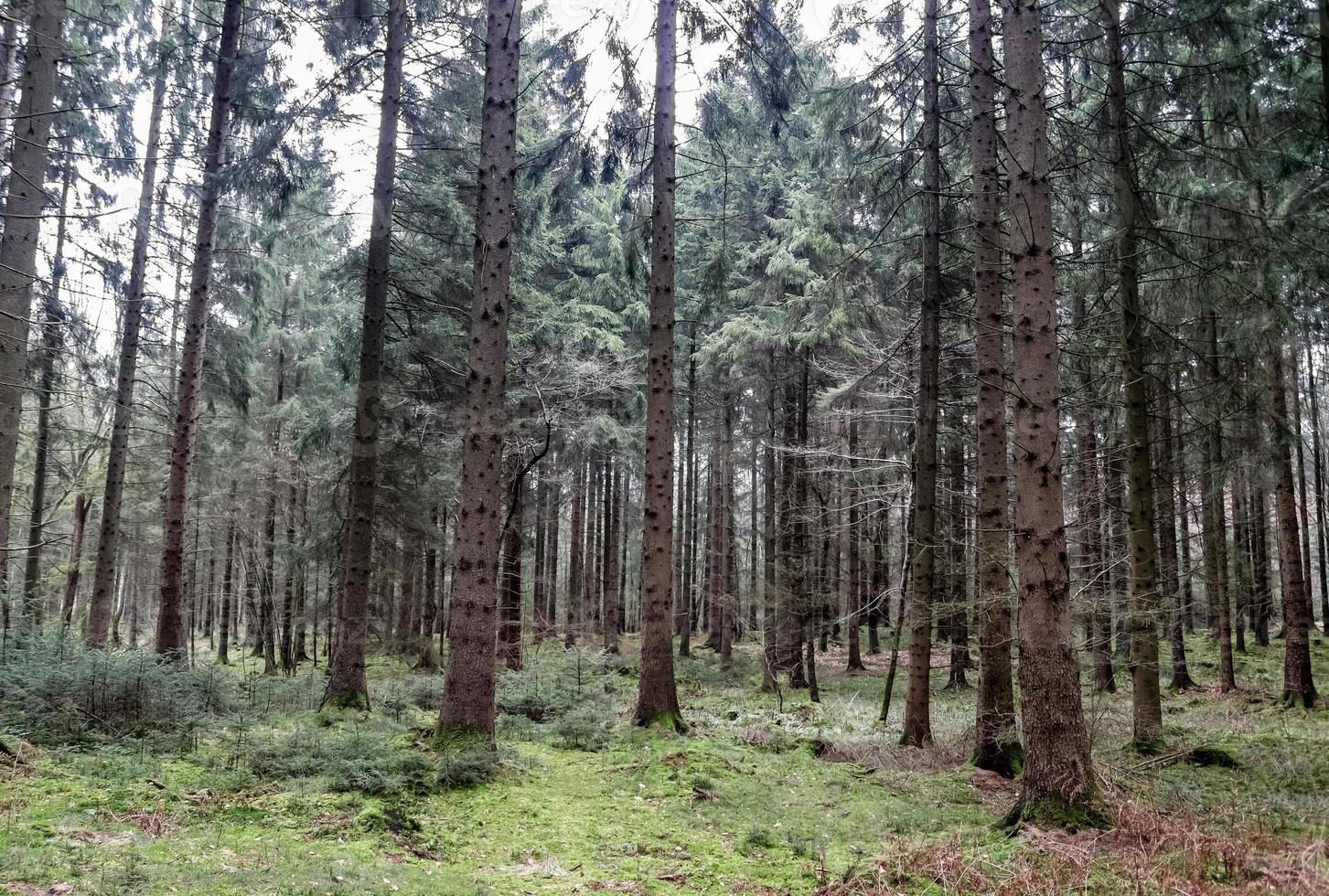 schöner Blick in einen dichten grünen Wald mit hellem Sonnenlicht, das tiefe Schatten wirft foto