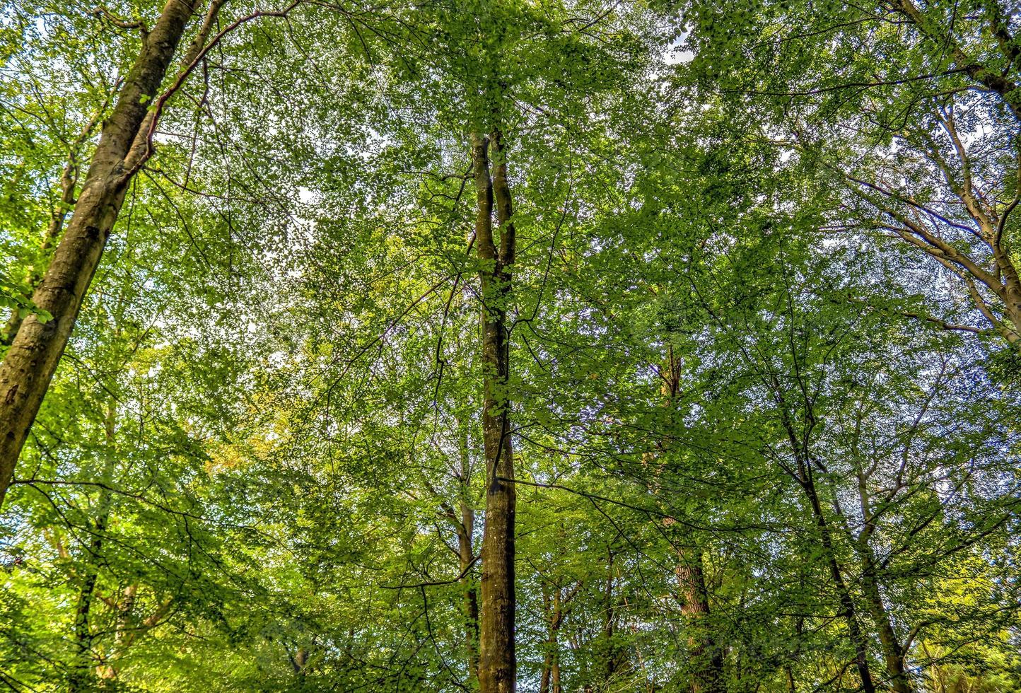 schöner Blick in einen dichten grünen Wald mit hellem Sonnenlicht, das tiefe Schatten wirft foto