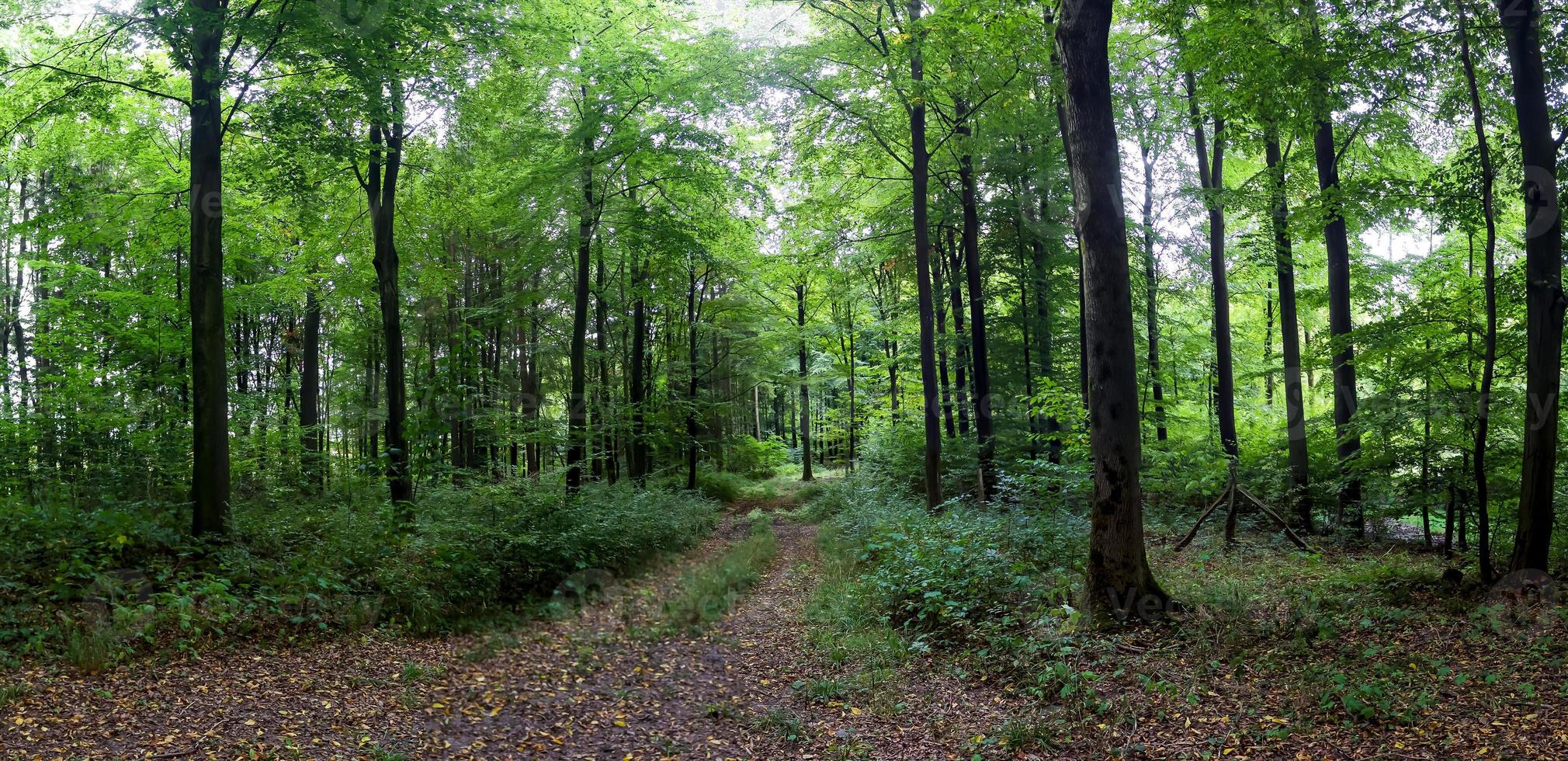 schöner Blick in einen dichten grünen Wald mit hellem Sonnenlicht, das tiefe Schatten wirft foto