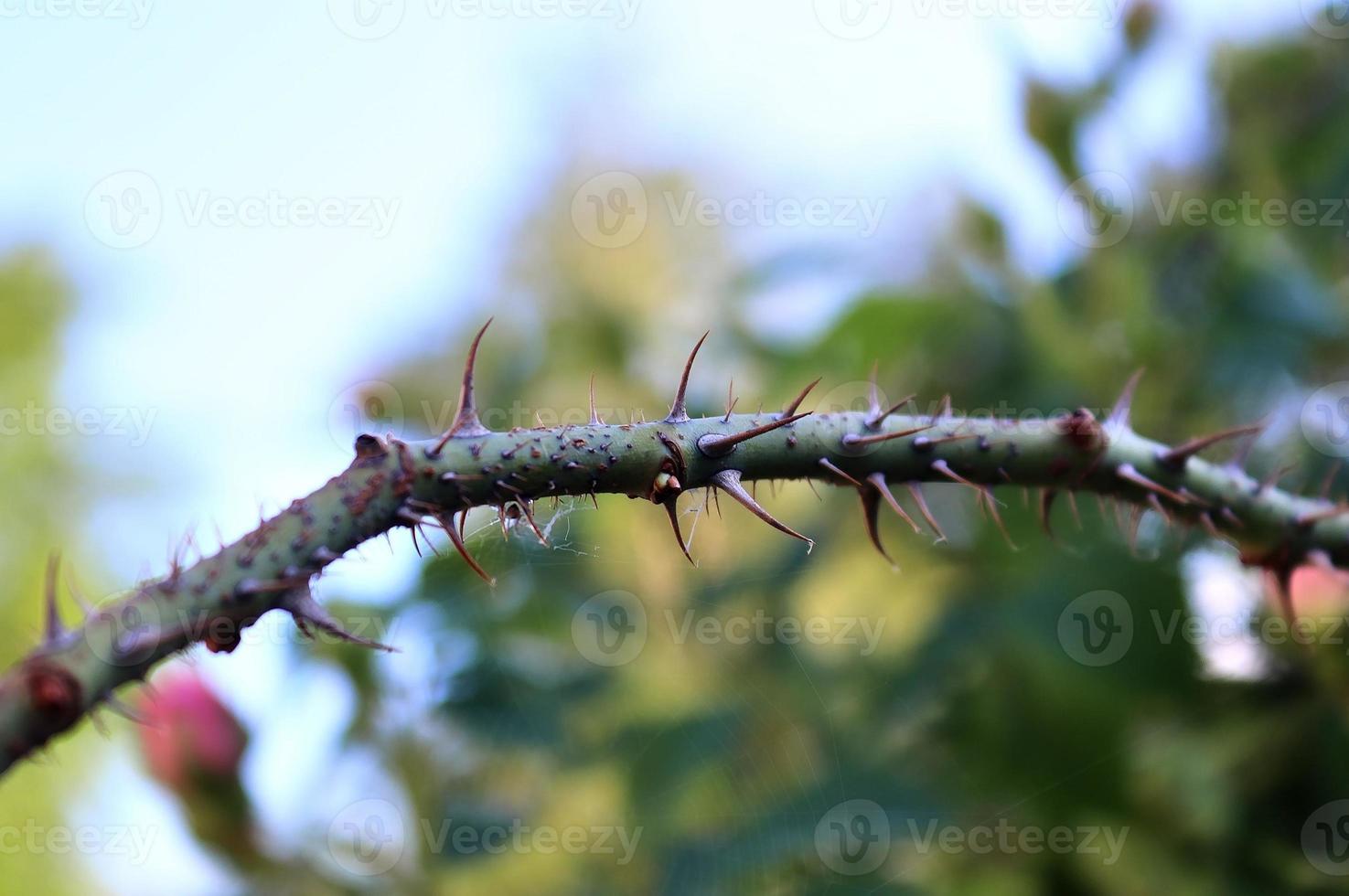 frische Blätter an einem Ast im Frühling mit einem weichen Bokeh-Hintergrund. foto