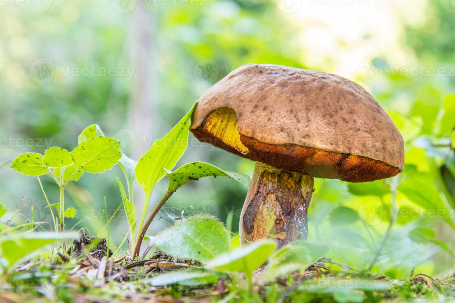 Waldpilze im Gras. ungenießbarer Pilz. foto