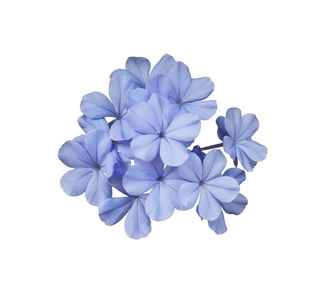 schöne blaue Blüten von Cape Leadwort oder Plumbago Auriculata Tree. Nahaufnahme kleiner blauer Blumenstrauß isoliert auf weißem Hintergrund. foto