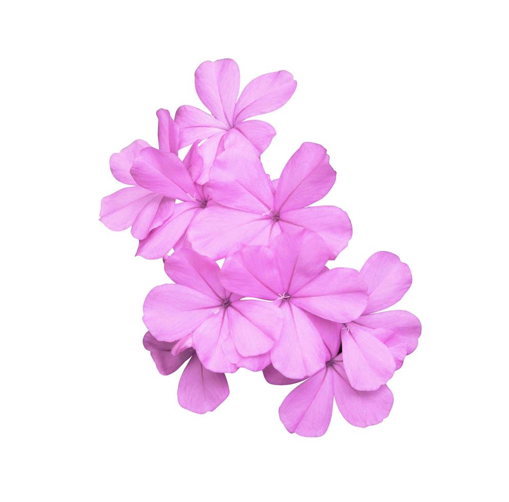 Plumbago- oder Kap-Leadwurz-Blüten. Nahaufnahme blühender rosa-violetter Blumenstrauß isoliert auf weißem Hintergrund. Ansicht von oben kleiner rosafarbener Blumenstrauß foto