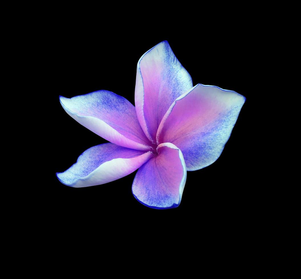 Plumeria- oder Frangipani-Blume. Nahaufnahme blau-lila einzelne Plumeria-Blume isoliert auf schwarzem Hintergrund. foto