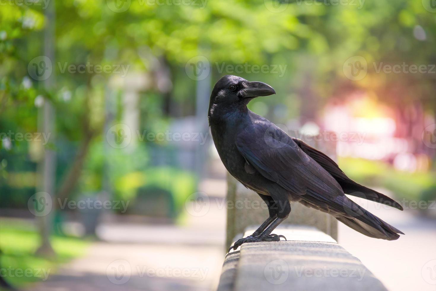 krähe oder rabe auf bokeh naturhintergrund, schwarzer vogel foto