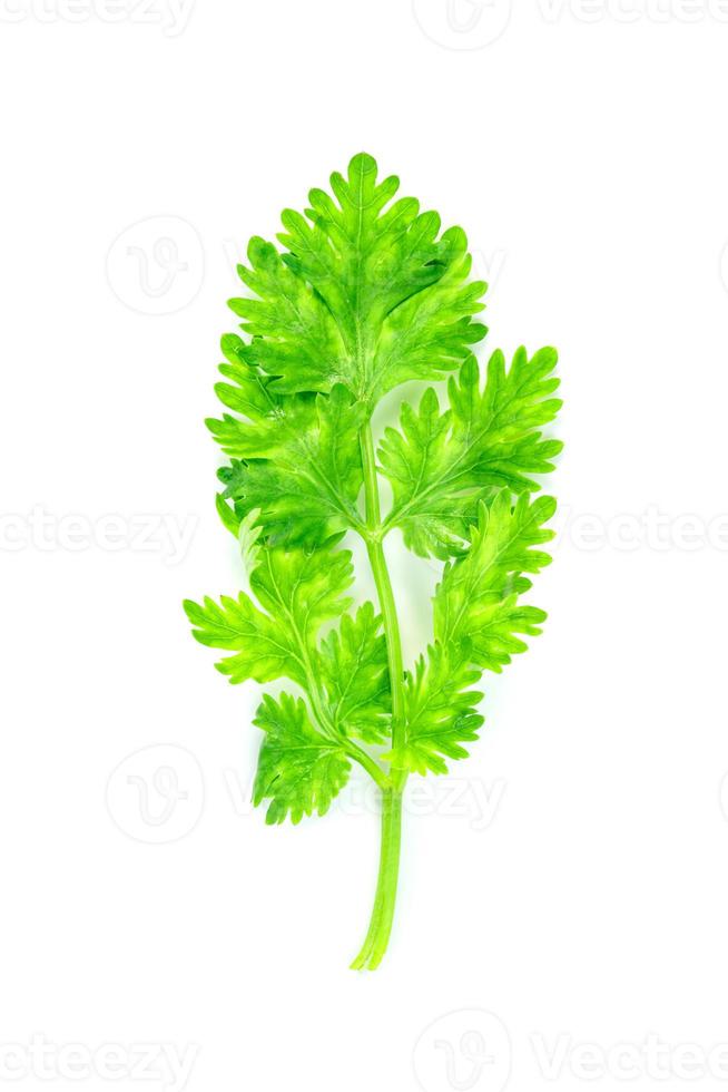 Blatt Koriander oder Koriander isoliert auf weißem Hintergrund, grüne Blätter Muster foto