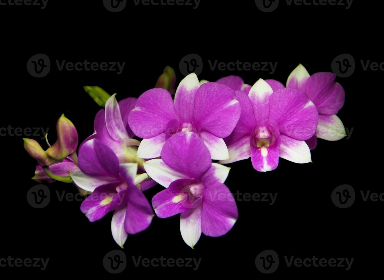 lila weiße Dendrobium Orchideen foto