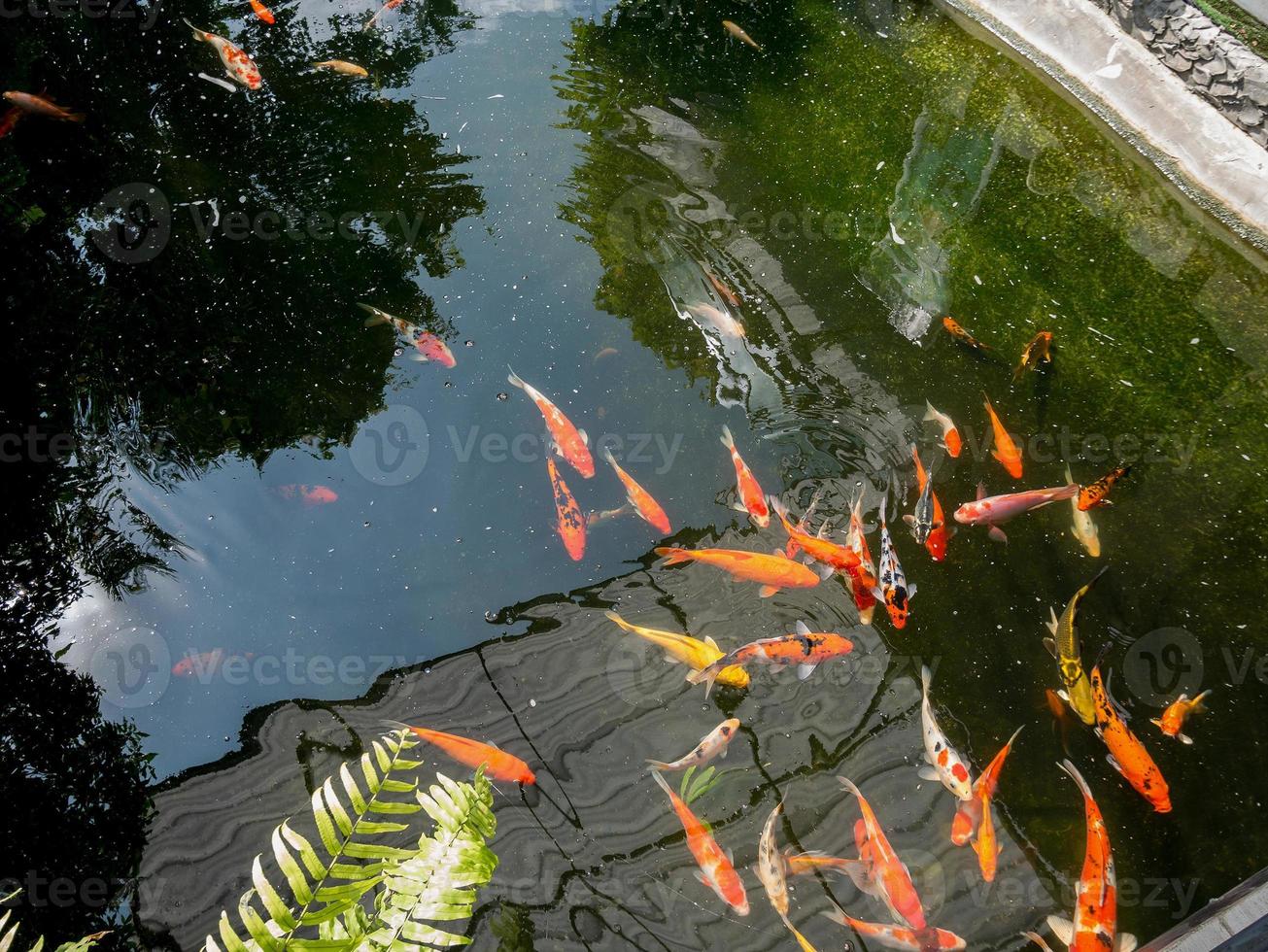 Koi-Fische im Koi-Teich im Garten foto