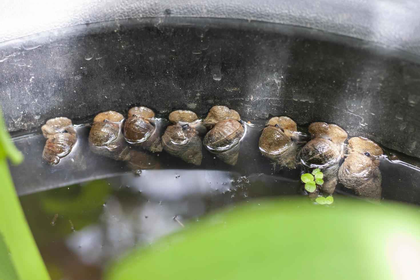 Flussschnecke, Viviparidae oder Filopaludina martensi, die sich an den Rand eines Plastikeimers klammern, den Bauern aufstellen. foto