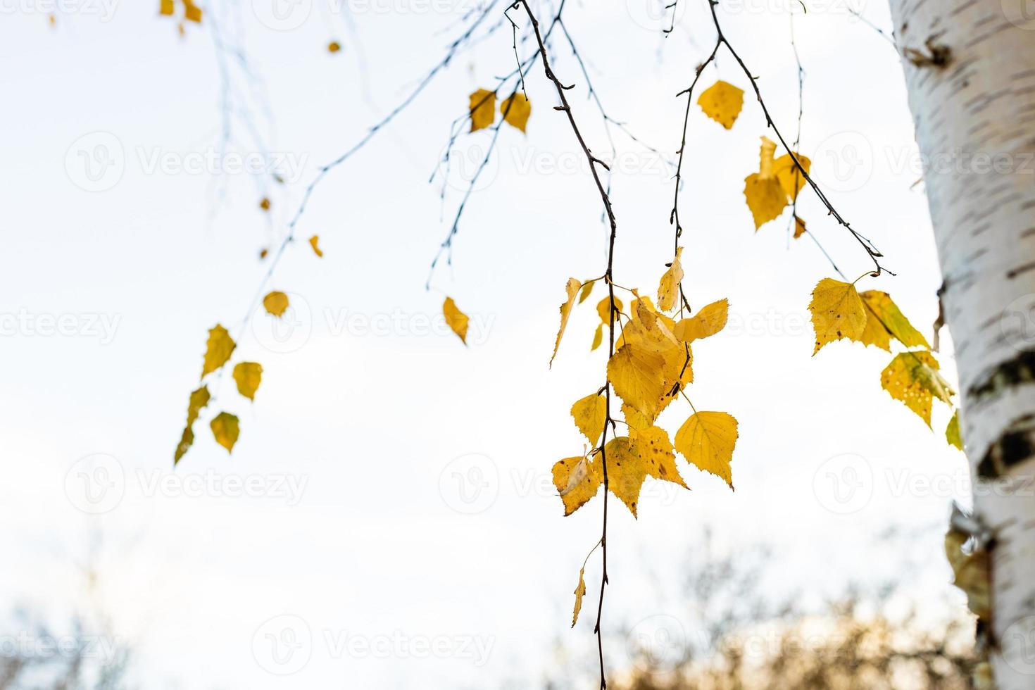 Zweige der Birke mit gelben Blättern im Herbst foto