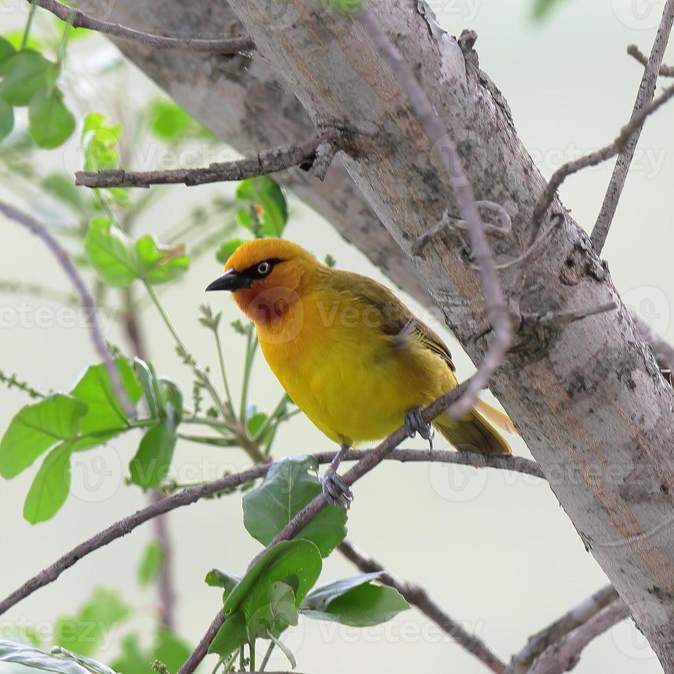 ein foto eines brillenwebers, der im krüger nationalpark, südafrika, gesichtet wurde