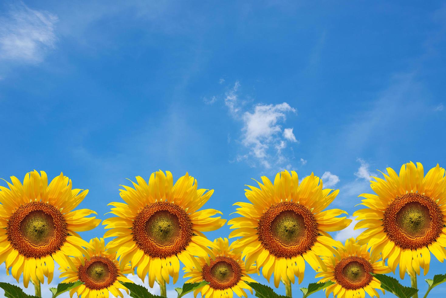 Sonnenblume mit blauem Himmel foto