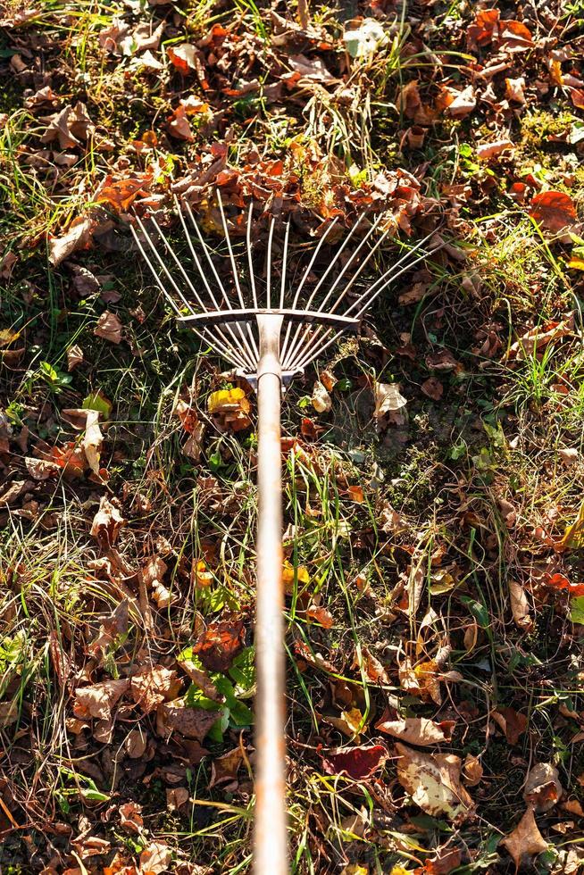 Entfernen von Laub auf Hinterhof mit Rechen foto