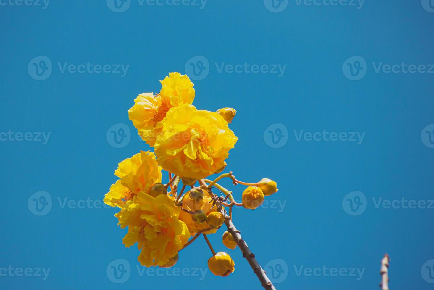 gelbe Blumen, die morgens hell blühen foto