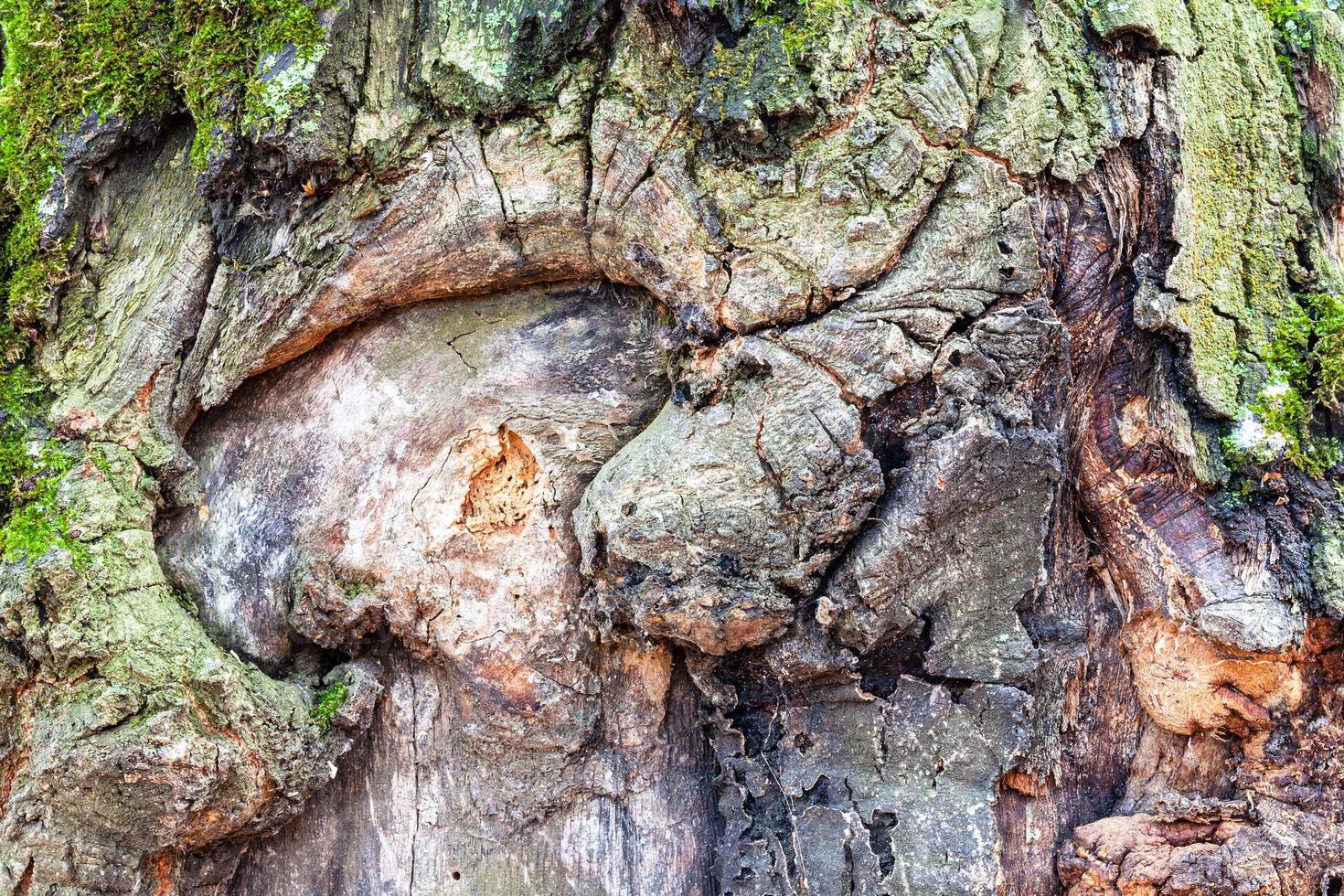 Geknotete Rinde auf reifem Stamm der Eiche aus nächster Nähe foto