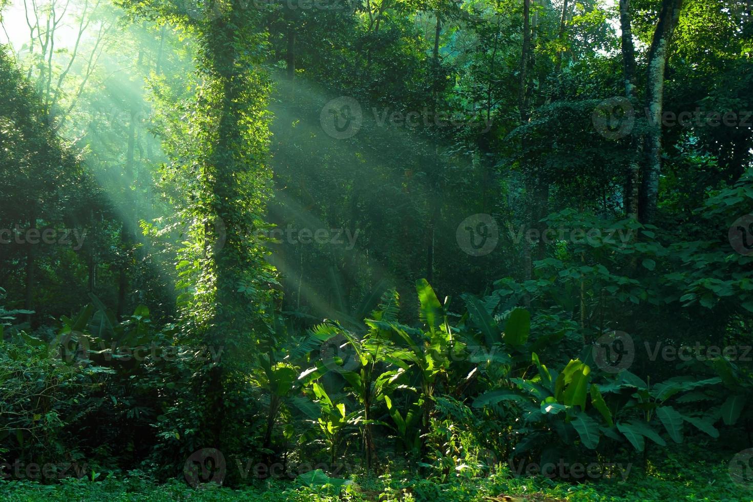 Regenwald und Sonnenstrahlen am Morgen foto
