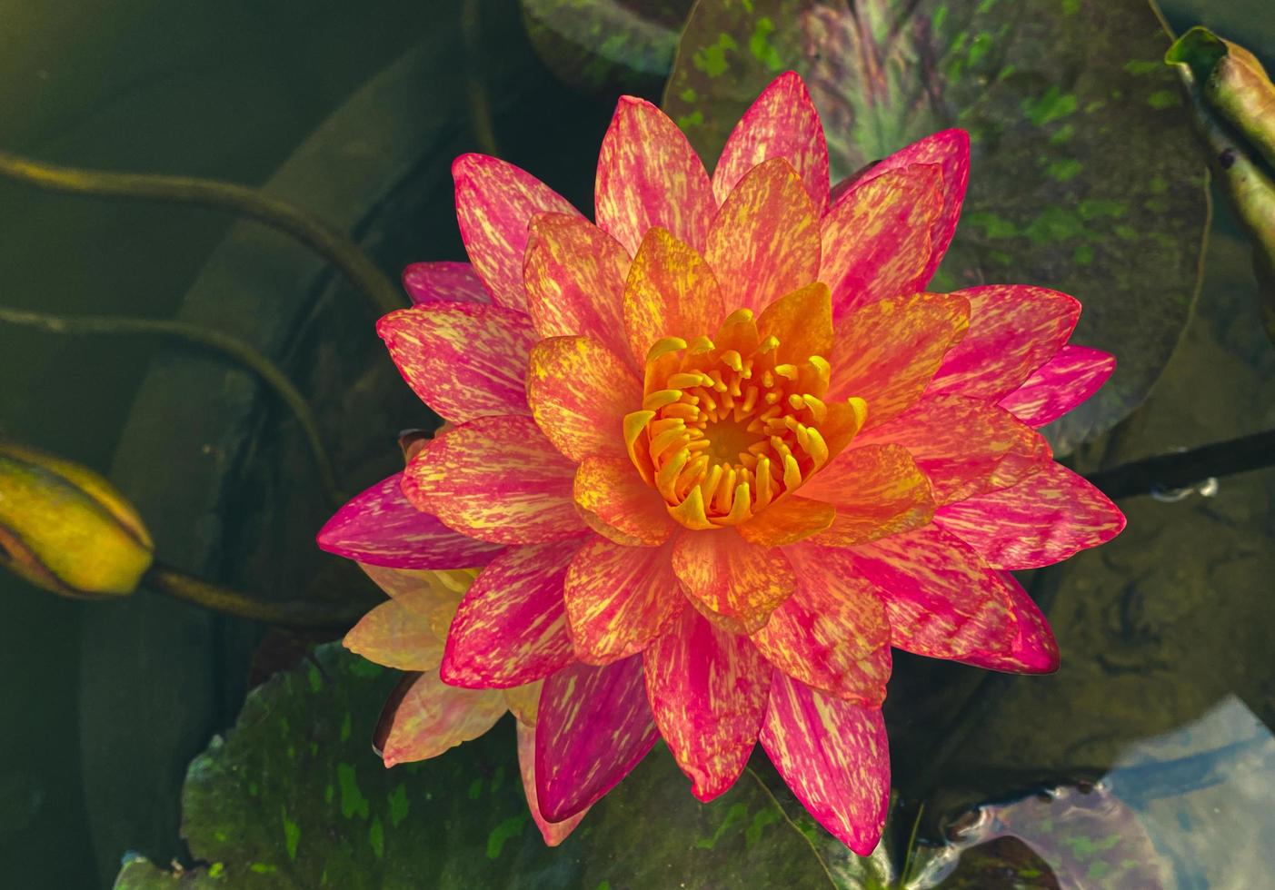 Lotusblumen blühen in den Sümpfen foto