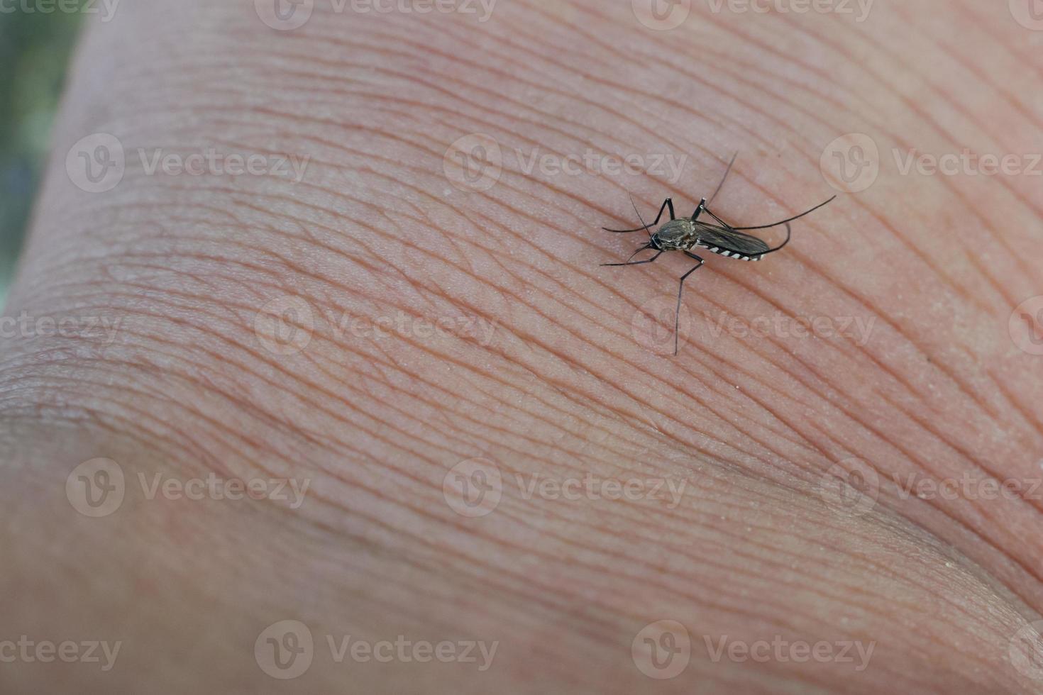 gefährliche Malaria, die mit Mückenstichen infiziert ist, Leishmaniose, Enzephalitis, Gelbfieber, Dengue, Malaria, Mayaro- oder Zika-Virus, die mit Culex-Mücken, Parasiten, Insekten infiziert sind. foto