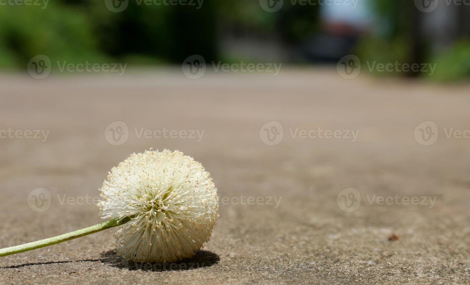 Pollen wilder Blumen, die am Straßenrand wachsen. foto