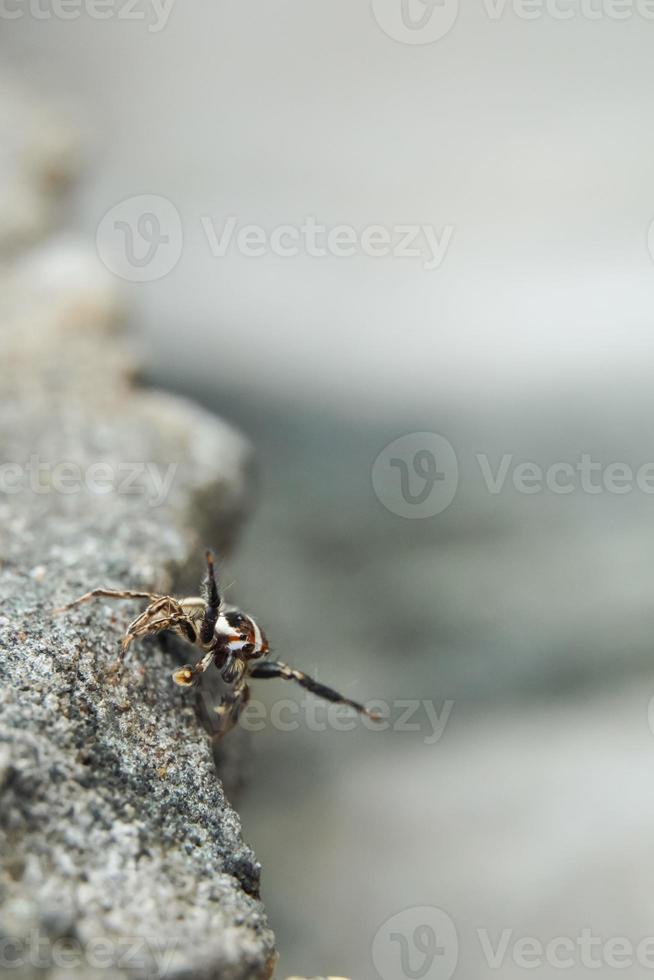 Dies ist ein Makrofoto einer Spinne. Spinnenmakrofoto, Springspinnenfoto, Nahaufnahmefoto der Spinne. foto