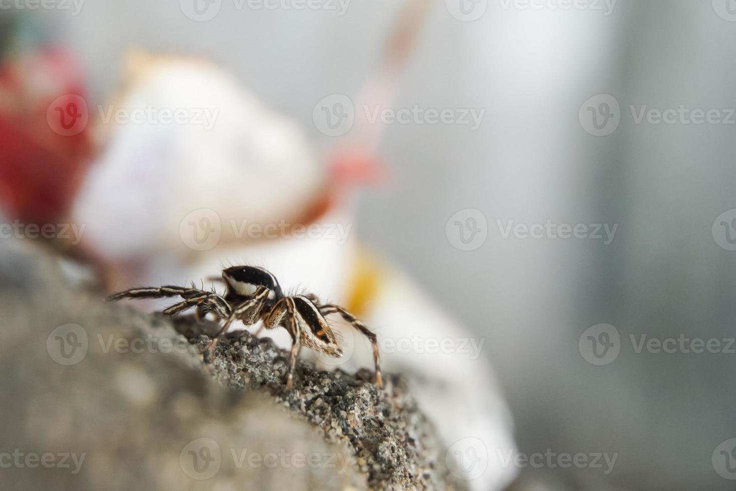 Dies ist ein Makrofoto einer Spinne. Spinnenmakrofoto, Springspinnenfoto, Nahaufnahmefoto der Spinne. foto