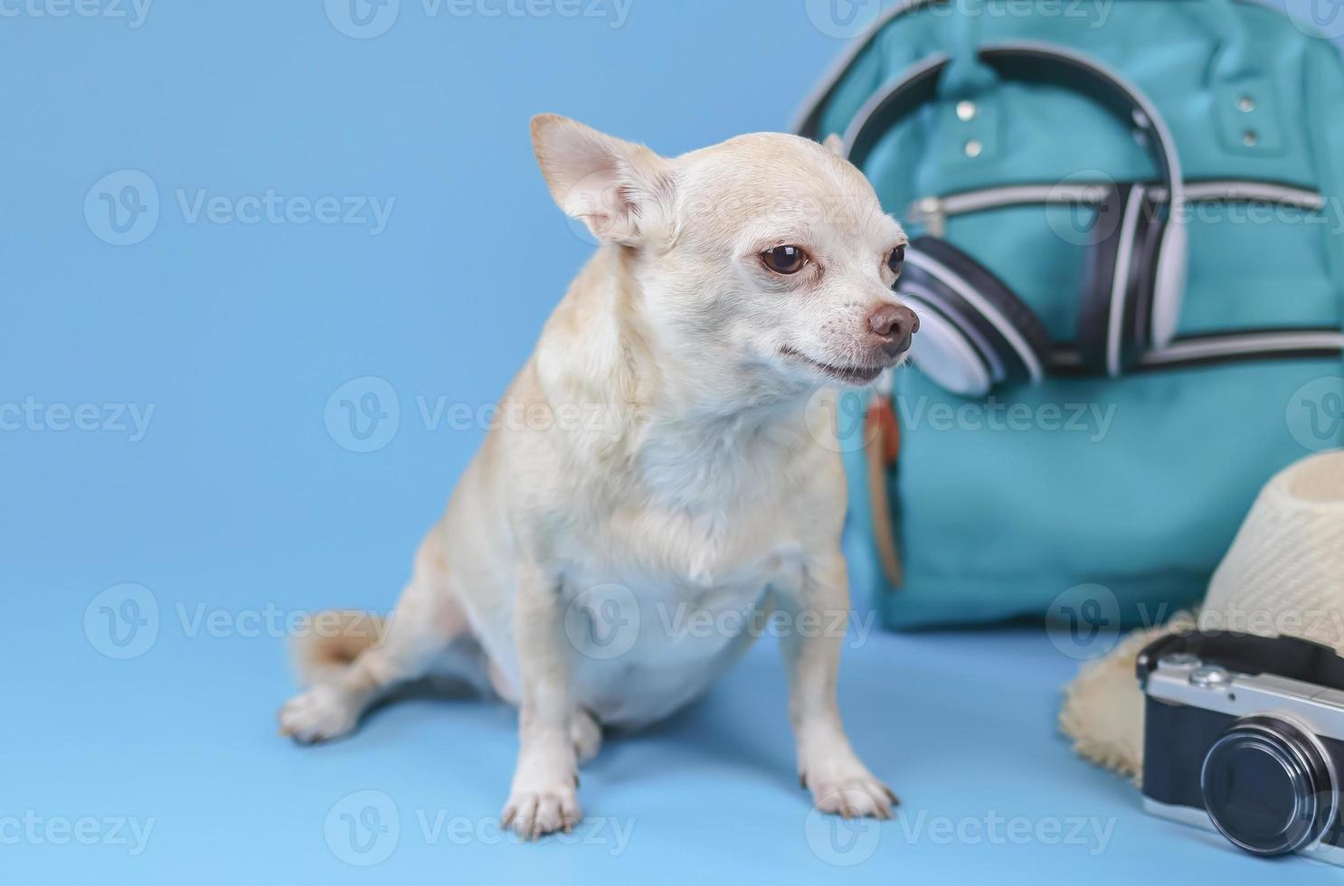 Süßer brauner Kurzhaar-Chihuahua-Hund sitzt auf blauem Hintergrund mit Reisezubehör, Kamera, Rucksack, Kopfhörern und Strohhut. Reisen mit Tierkonzept. foto