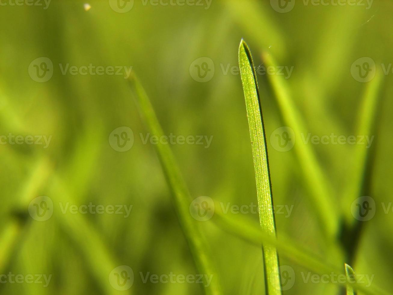 grüner Grashintergrund foto