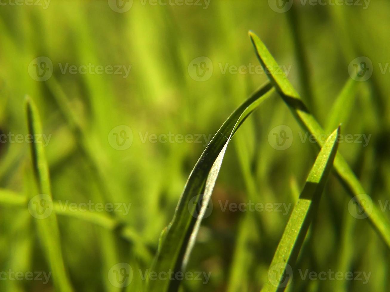 grüner Grashintergrund foto