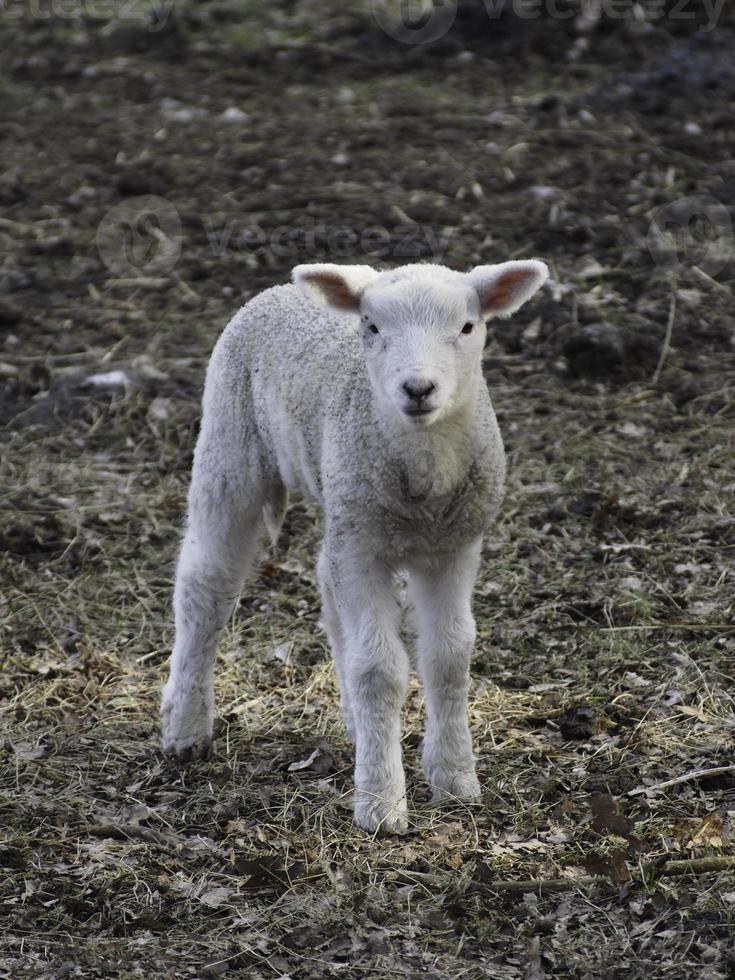 Schafe im deutschen Münsterland foto