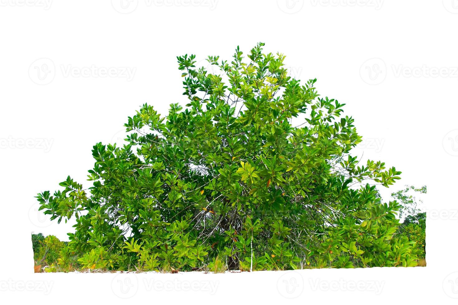 Eukalyptusbäume, die in trockenen Gebieten gut wachsen. Eukalyptus ist ein trockenheitstoleranter Baum. foto