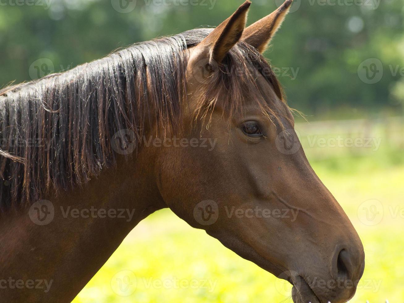 Pferde auf einer deutschen Wiese foto