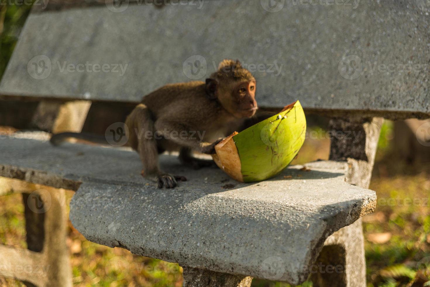 wilder Affe draußen foto