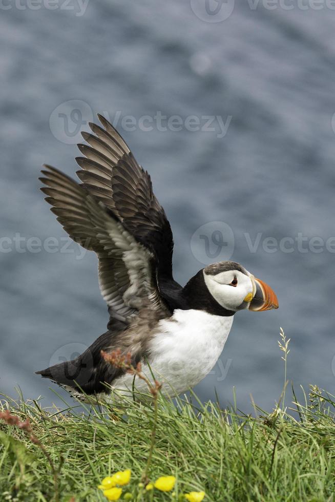 ein wunderschöner bunter Papageientaucher, der seine Flügel ausbreitet, um mit dem Meer im Hintergrund davonzufliegen foto