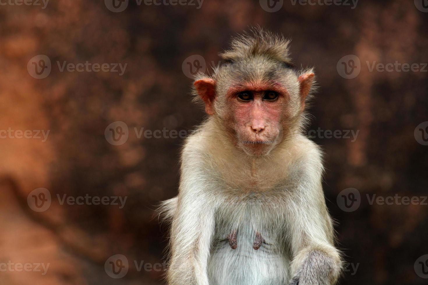 Hauben-Makaken-Affe mit Kopierraum. foto