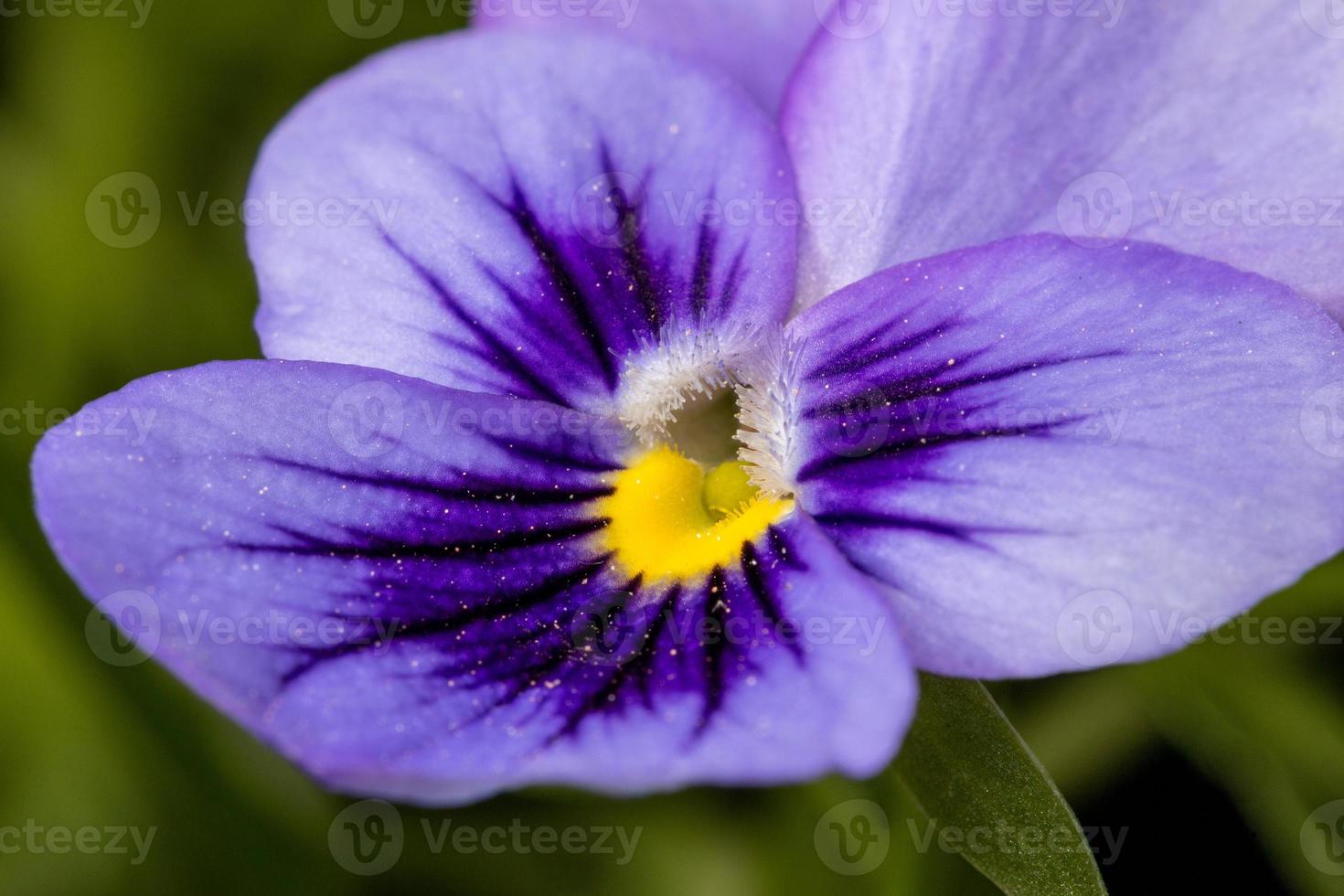 Nahaufnahme einer einzigen schönen violetten lila Stiefmütterchenblume. foto