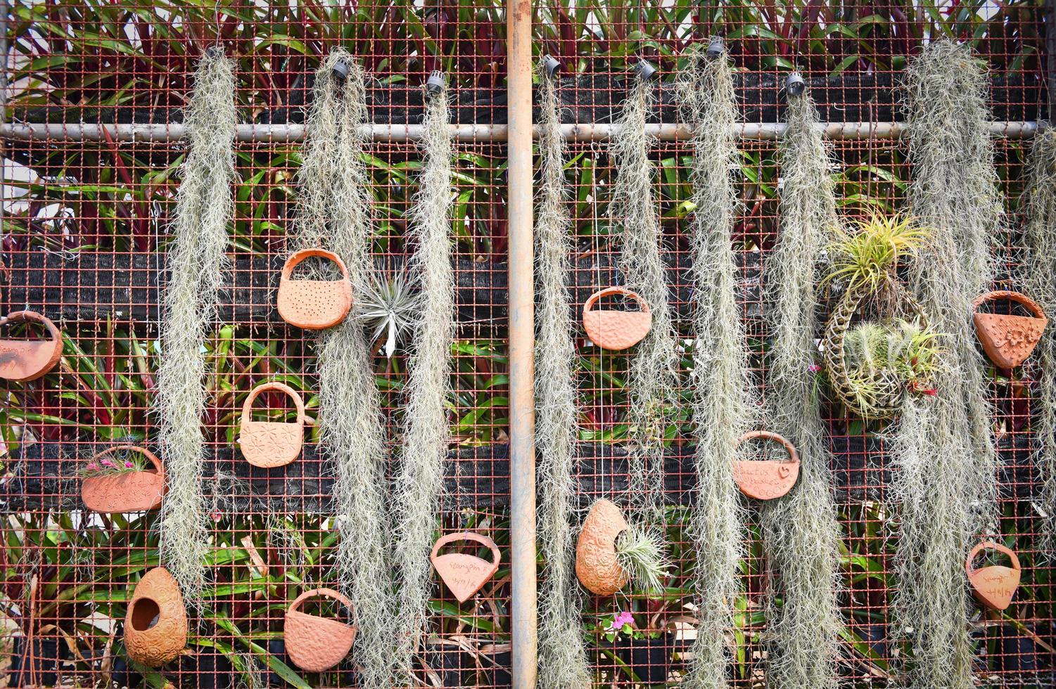 Hausgärtnern und Dekorieren von Gewächshausumgebungen im Innenbereich Geheimer Garten mit spanischem Moosbaum, der im Topf an der Live-Wand des Gewächshaushintergrunds mit Topf hängt foto