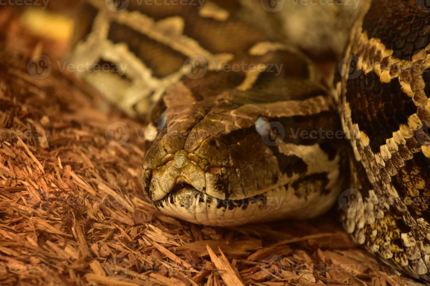 birmanische Pythonschlange mit schuppiger Haut auf Holzspänen foto