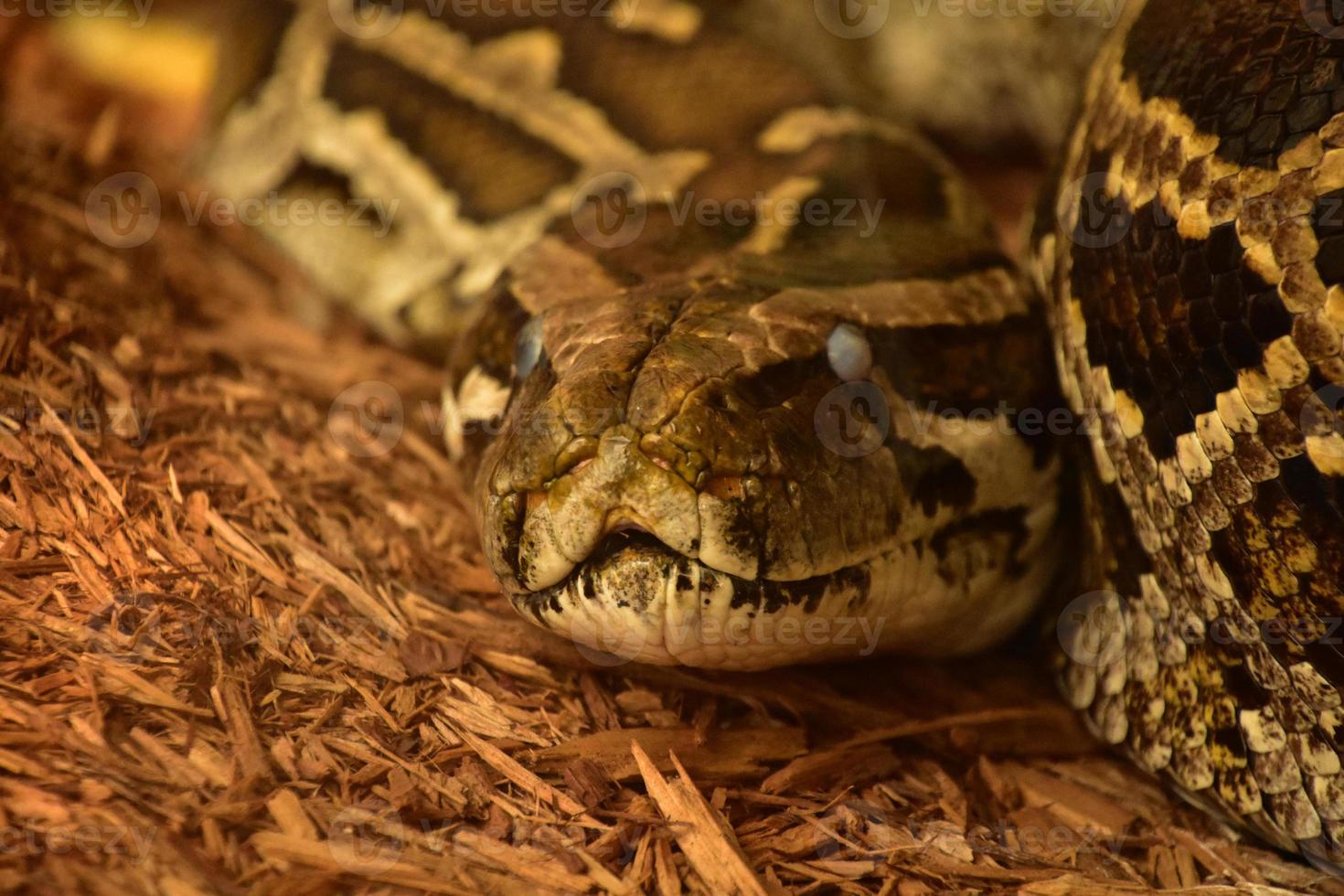 fantastischer Blick in das Gesicht einer Pythonschlange foto