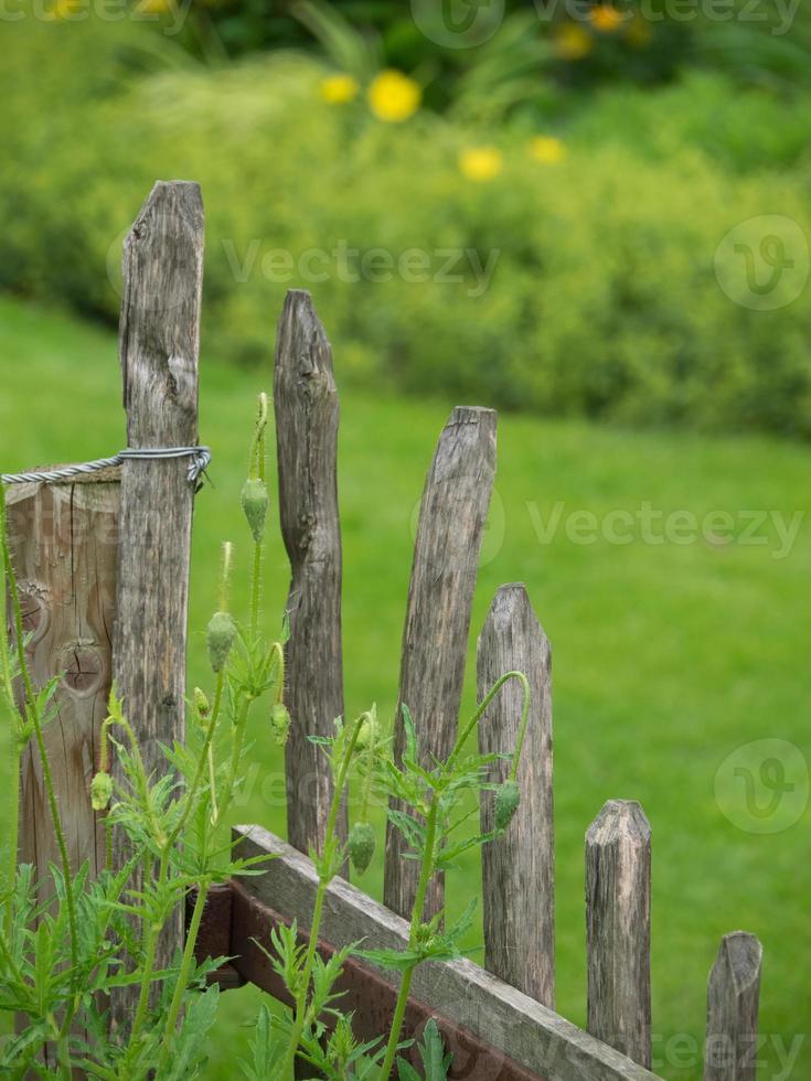 Sommergarten in Westfalen foto