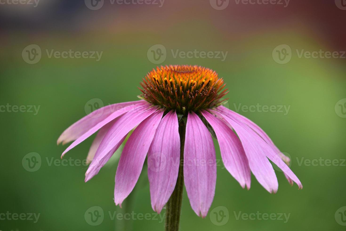 Seitenprofil von Echinacea-Sonnenhut, der im Sommer blüht foto