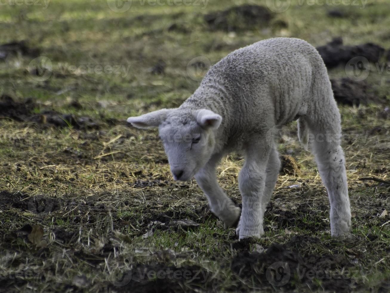 Schafe auf einer Wiese in Westfalen foto