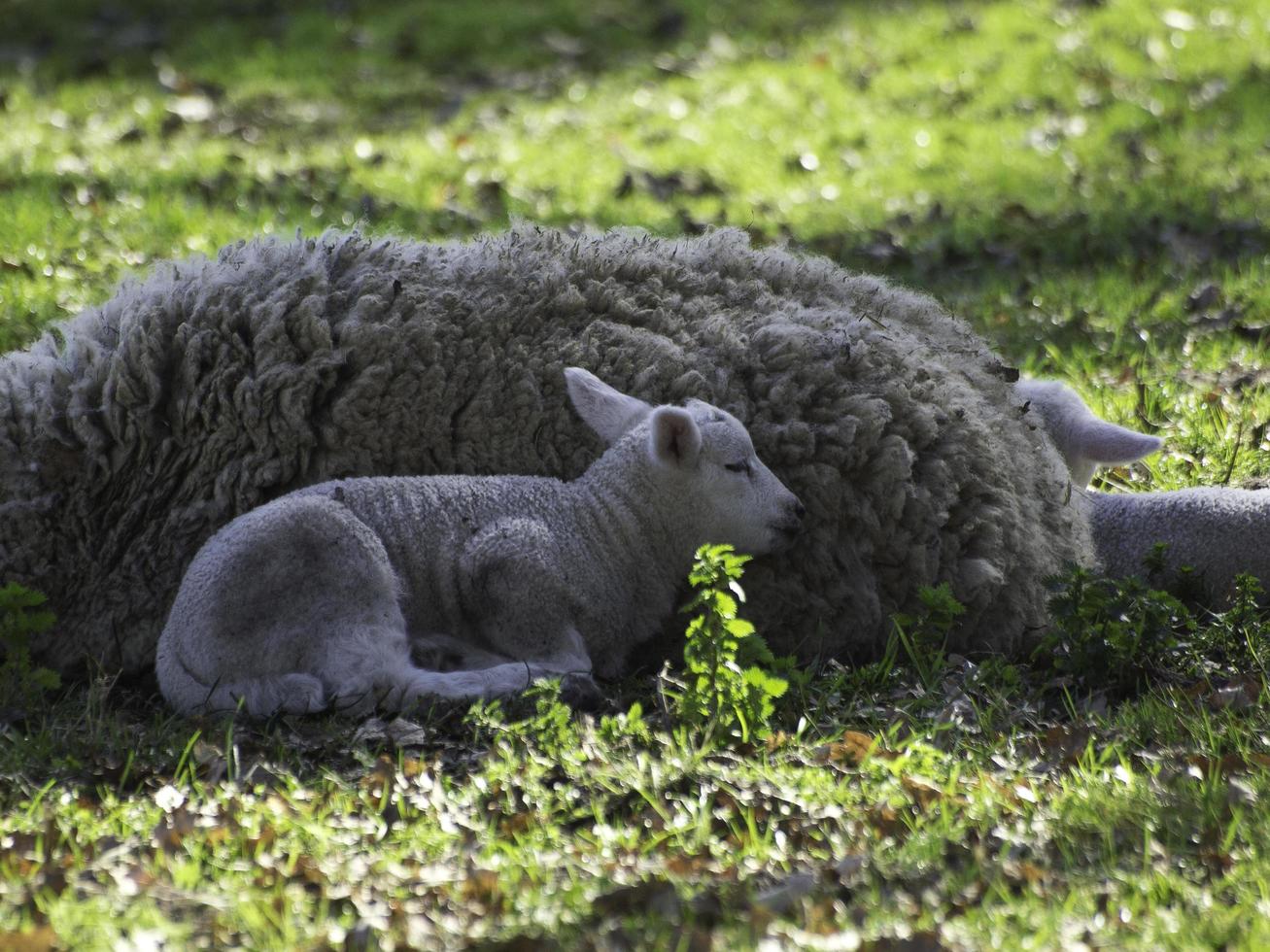 Schafe auf einem Feld in Westfalen foto